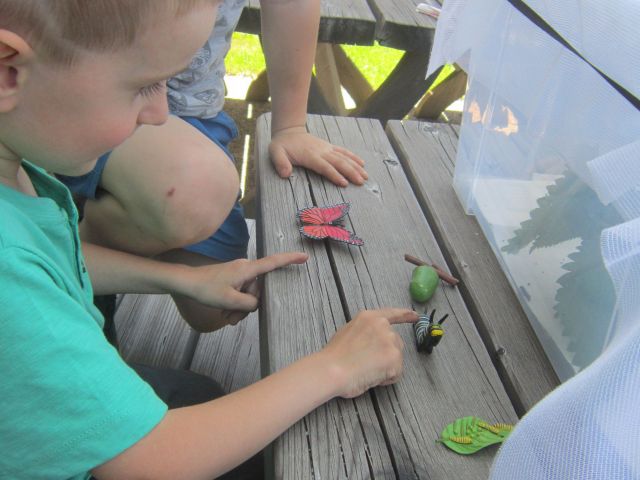 Schmetterlingsprojekt