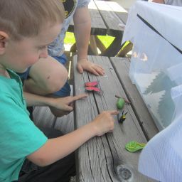 Schmetterlingsprojekt