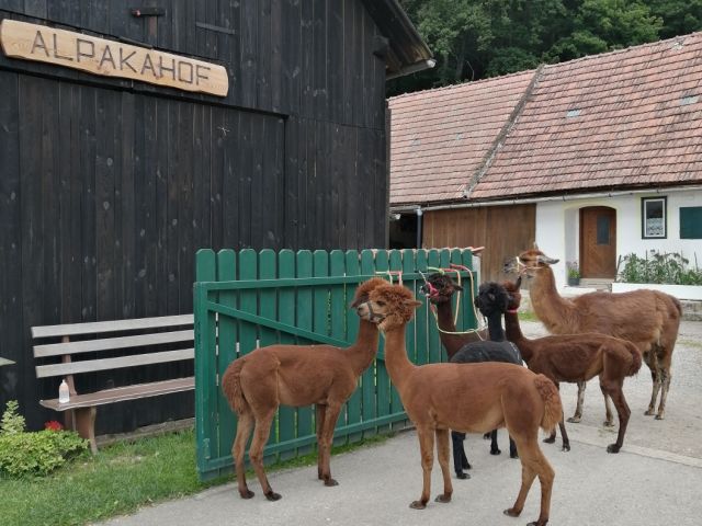 Alpaka